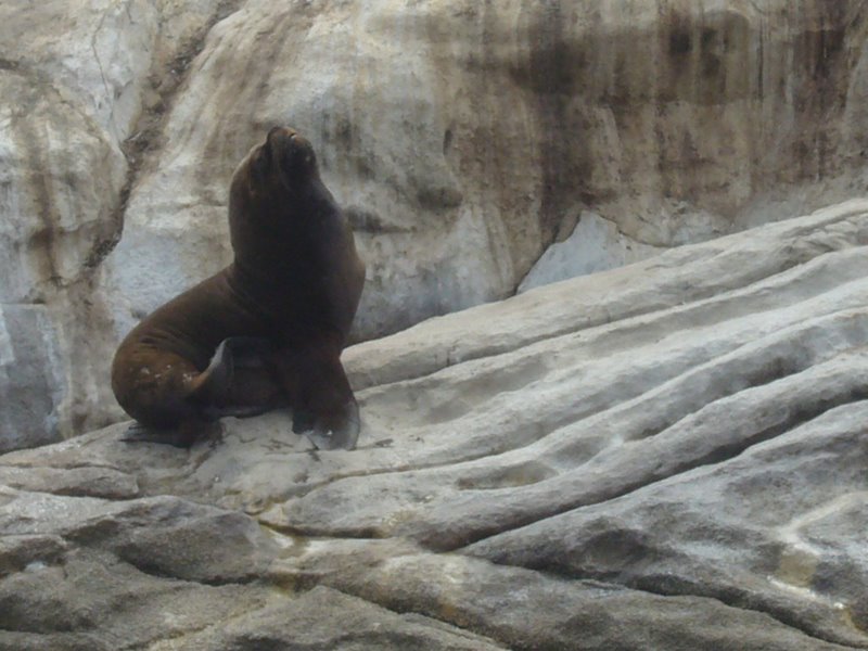 Sea lion colony